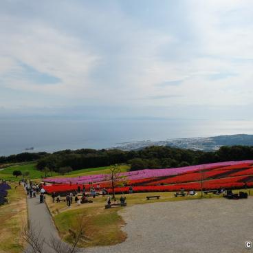Awaji, Awaji Hanasajiki floral park in autumn