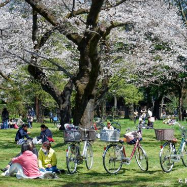 Koganei Park, Picnickers and city bikes under the blooming cherry trees