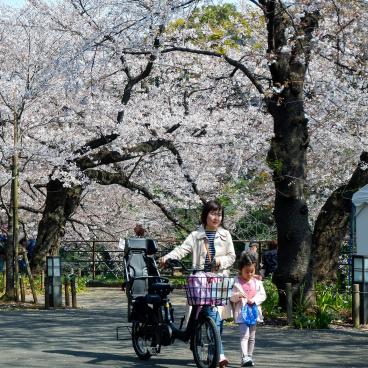 Chidorigafuchi (Tokyo), Mamachari bicycle under the blooming cherry trees