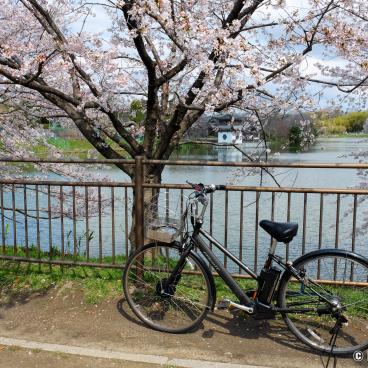 Tsurumi Ryokuchi Park (Osaka), Electric-assisted city bike under the blooming cherry trees