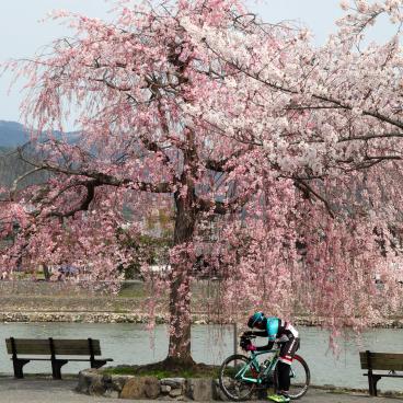Arashiyama (Kyoto), Race bicycle under a blooming cherry tree