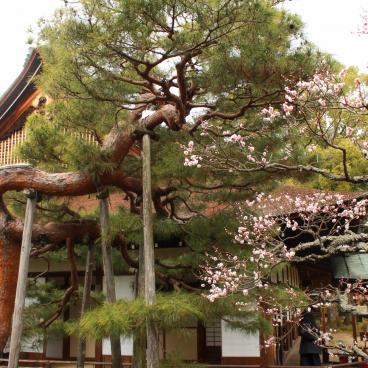 Daikaku-ji (Kyoto), Pine tree and blooming plum tree