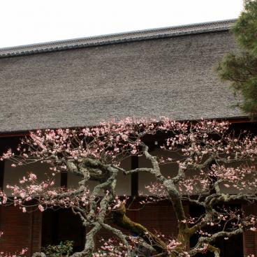 Daikaku-ji (Kyoto), Blooming plum trees