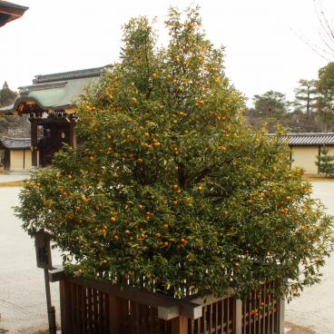 Daikaku-ji (Kyoto), Tachibana tree in front of the Shinden pavilion