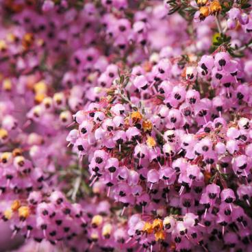 Nunobiki (Kobe), Flowers in the Herb Gardens