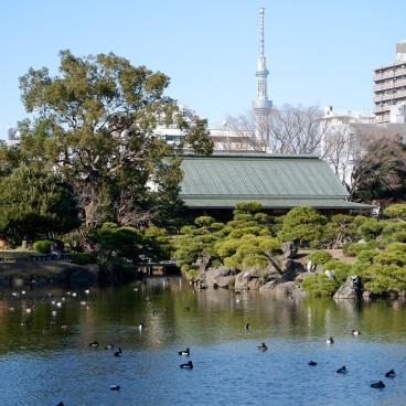 Kiyosumi Teien, View on the ducks, Taisho Memorial and Tokyo SkyTree