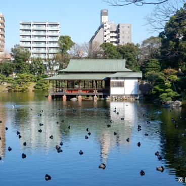 Kiyosumi Teien, View on the ducks and Ryo-tei floating pavilion