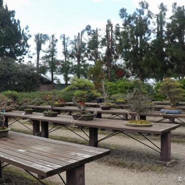 Kyoto Botanical Gardens, Bonsai exhibit