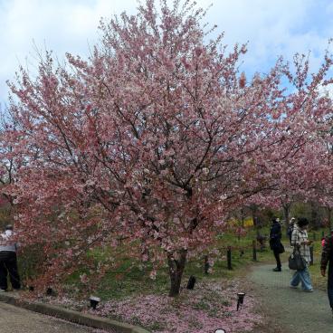 Kyoto Botanical Gardens, Blooming cherry tree