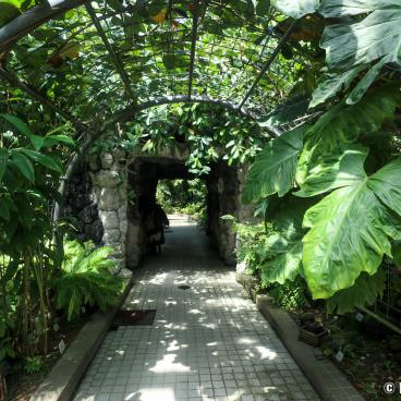 Kyoto Botanical Gardens, Tropical greenhouse 2
