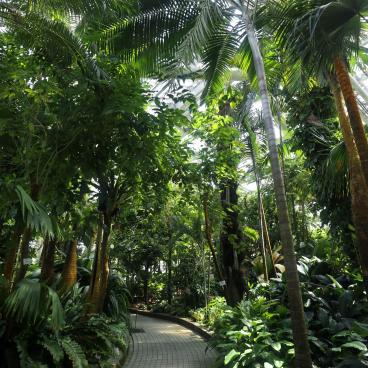 Kyoto Botanical Gardens, Tropical greenhouse 3