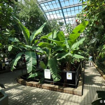 Kyoto Botanical Gardens, Tropical greenhouse 4