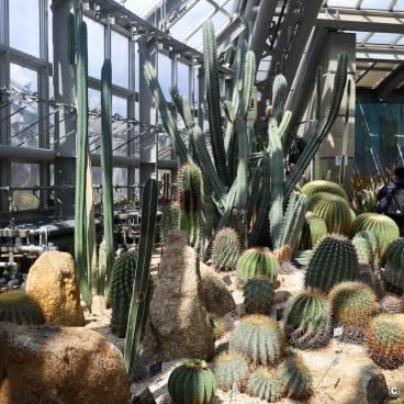 Kyoto Botanical Gardens, Dry tropical garden in the greenhouse