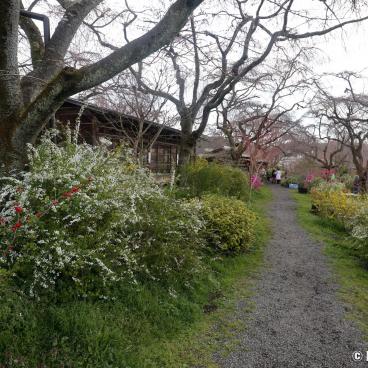 Haradani-en (Kyoto), An alley of the garden in late March before the blooming peak 