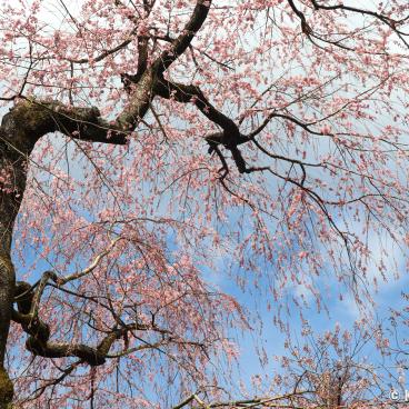 Haradani-en (Kyoto), Weeping cherry tree in bloom in late March