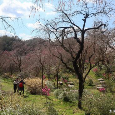 Haradani-en (Kyoto), View on the garden in late March before the blooming peak 