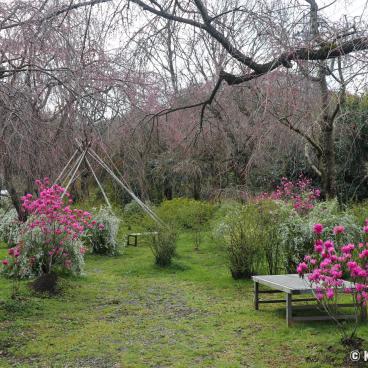 Haradani-en (Kyoto), View on the garden in late March before the blooming peak 2