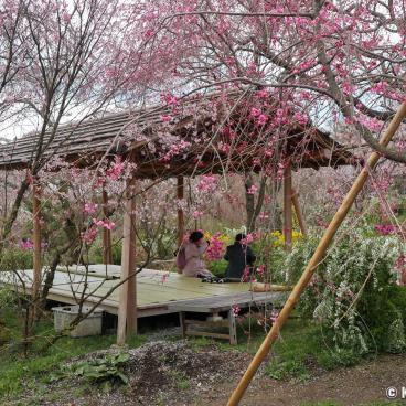 Haradani-en (Kyoto), Wooden shelter to view the blooming cherry trees