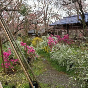 Haradani-en (Kyoto), An alley of the garden in late March before the blooming peak 2