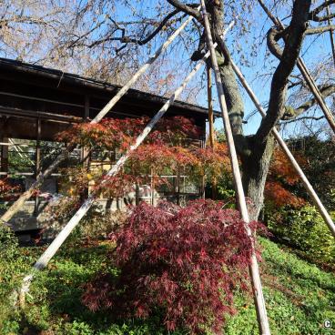 Haradani-en (Kyoto), The garden in autumn in late November