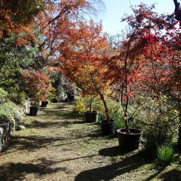 Haradani-en (Kyoto), Alley line with Japanese maple trees with red foliage at the end of November
