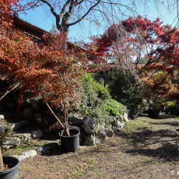 Haradani-en (Kyoto), Alley line with Japanese maple trees with red foliage at the end of November 2