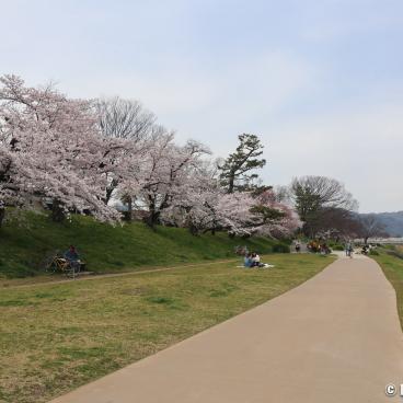 Nakaragi Path, Walking path along the river with blooming cherry trees