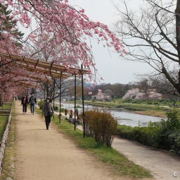 Nakaragi Path, Weeping cherry trees tunnel during the blossom season 2
