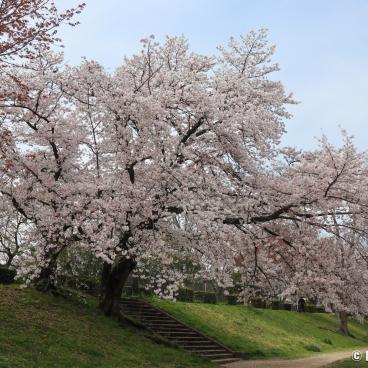 Nakaragi Path, Blooming cherry trees on the riverside