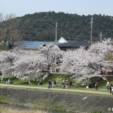 Nakaragi Path, Blooming cherry trees on the riverside 2