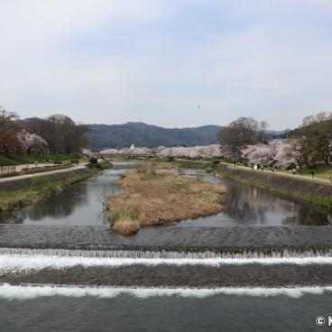 Nakaragi Path, View on the river and its banks with blooming cherry trees in spring