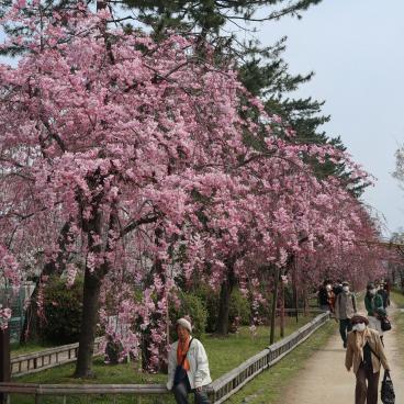 Nakaragi Path, Start of the path along the Kamo River