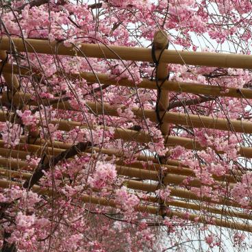 Nakaragi Path, Under the weeping cherry trees tunnel in spring