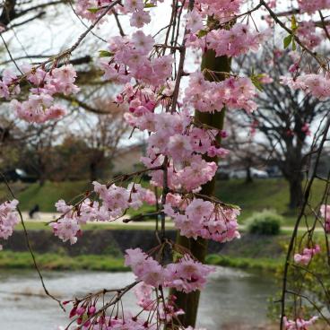 Nakaragi Path, Weeping cherry trees' pink flowers