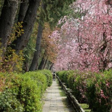 Nakaragi Path, Walking path parallel to the cherry trees tunnel