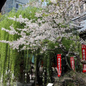 Rokkaku-do (Kyoto), Blooming cherry tree and willow in spring