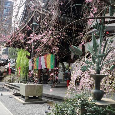 Rokkaku-do (Kyoto), Temple's grounds with blooming cherry trees in spring 2