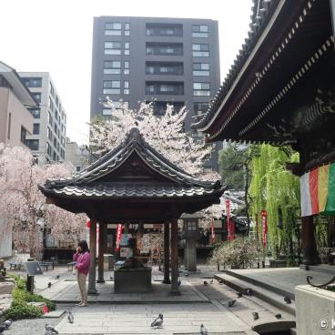 Rokkaku-do (Kyoto), Temple's grounds with blooming cherry trees in spring 3