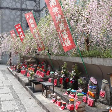 Rokkaku-do (Kyoto), Jizo statuettes under the cherry tree branches in bloom