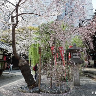 Rokkaku-do (Kyoto), Temple's grounds with blooming cherry trees in spring