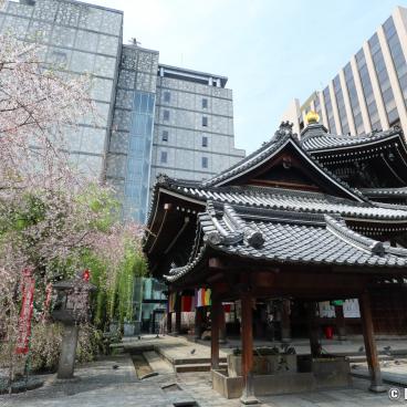 Rokkaku-do (Kyoto), Hexagonal pavilion, blooming cherry trees and buildings
