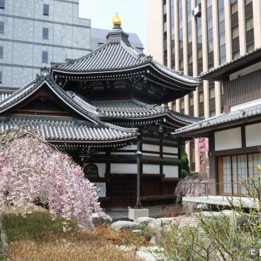 Rokkaku-do (Kyoto), Hexagonal pavilion and weeping cherry tree in spring