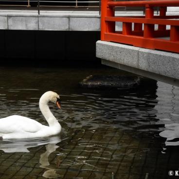 Rokkaku-do (Kyoto), Swan in the temple's pond