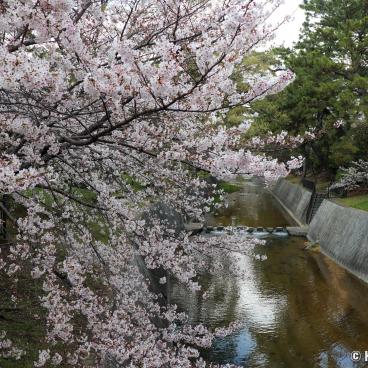Shukugawa Park (Hyogo), View on the river lined with blooming cherry trees