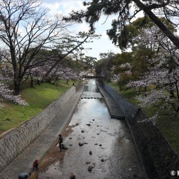 Shukugawa Park (Hyogo), View on the river lined with cherry trees and pines 3