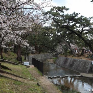 Shukugawa Park (Hyogo), View on the river lined with cherry trees and pines 2