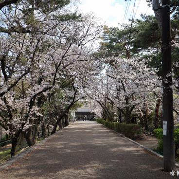 Shukugawa Park (Hyogo), Walkway under the blooming cherry trees