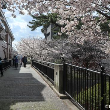 Shukugawa Park (Hyogo), View from Koroen Station's bridge on the Hanshin Line