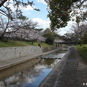 Shukugawa Park (Hyogo), View on the river lined with cherry trees and pines