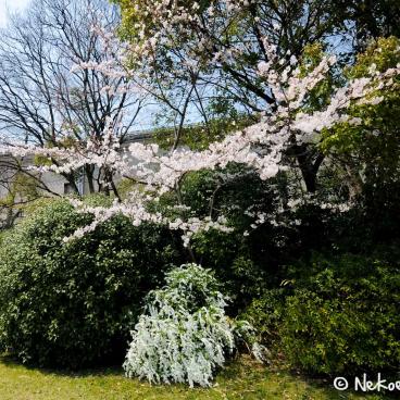 Keitaku-en (Osaka), Plum trees in bloom in the Japanese garden 4